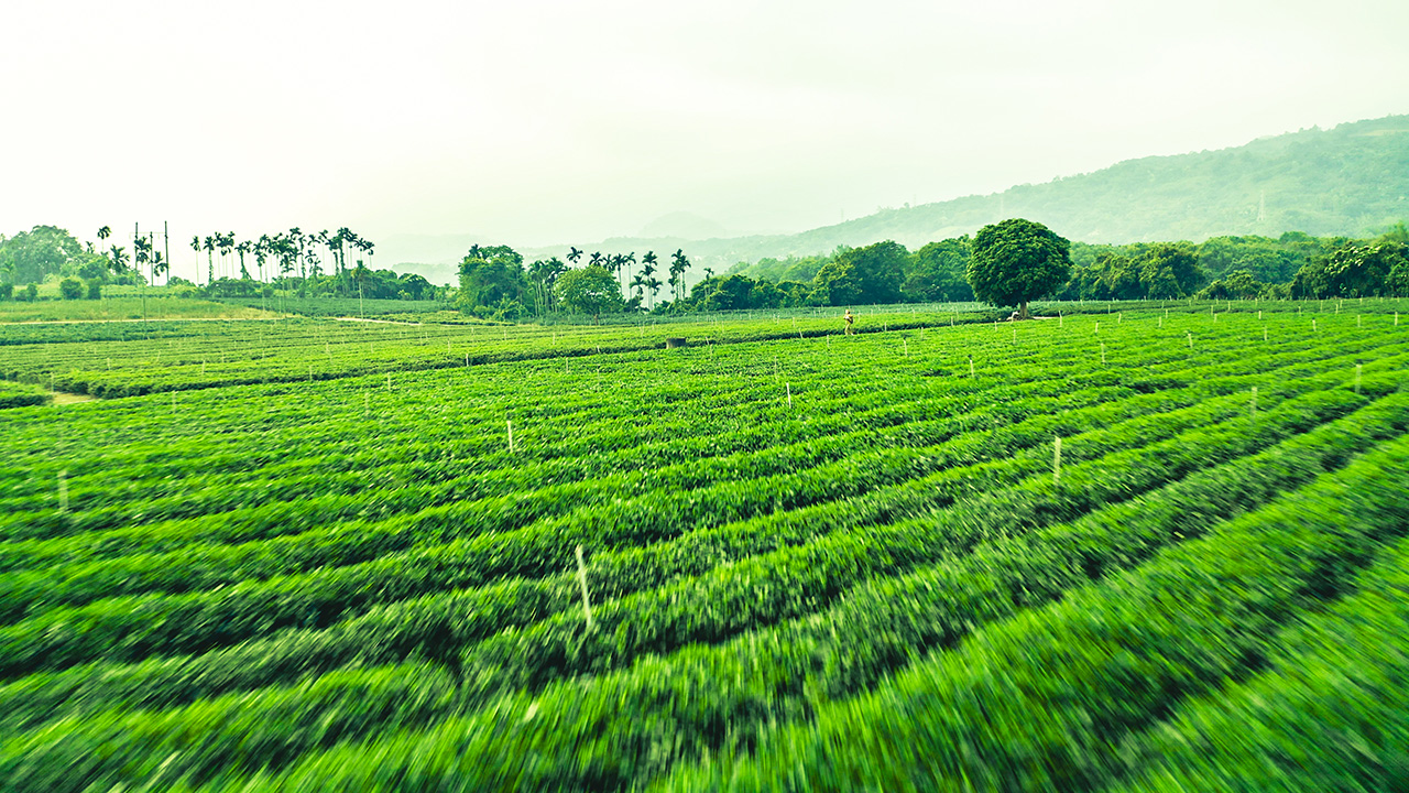 舞鹤观光茶园